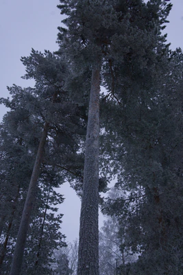 frosty trees 290 — Descargar