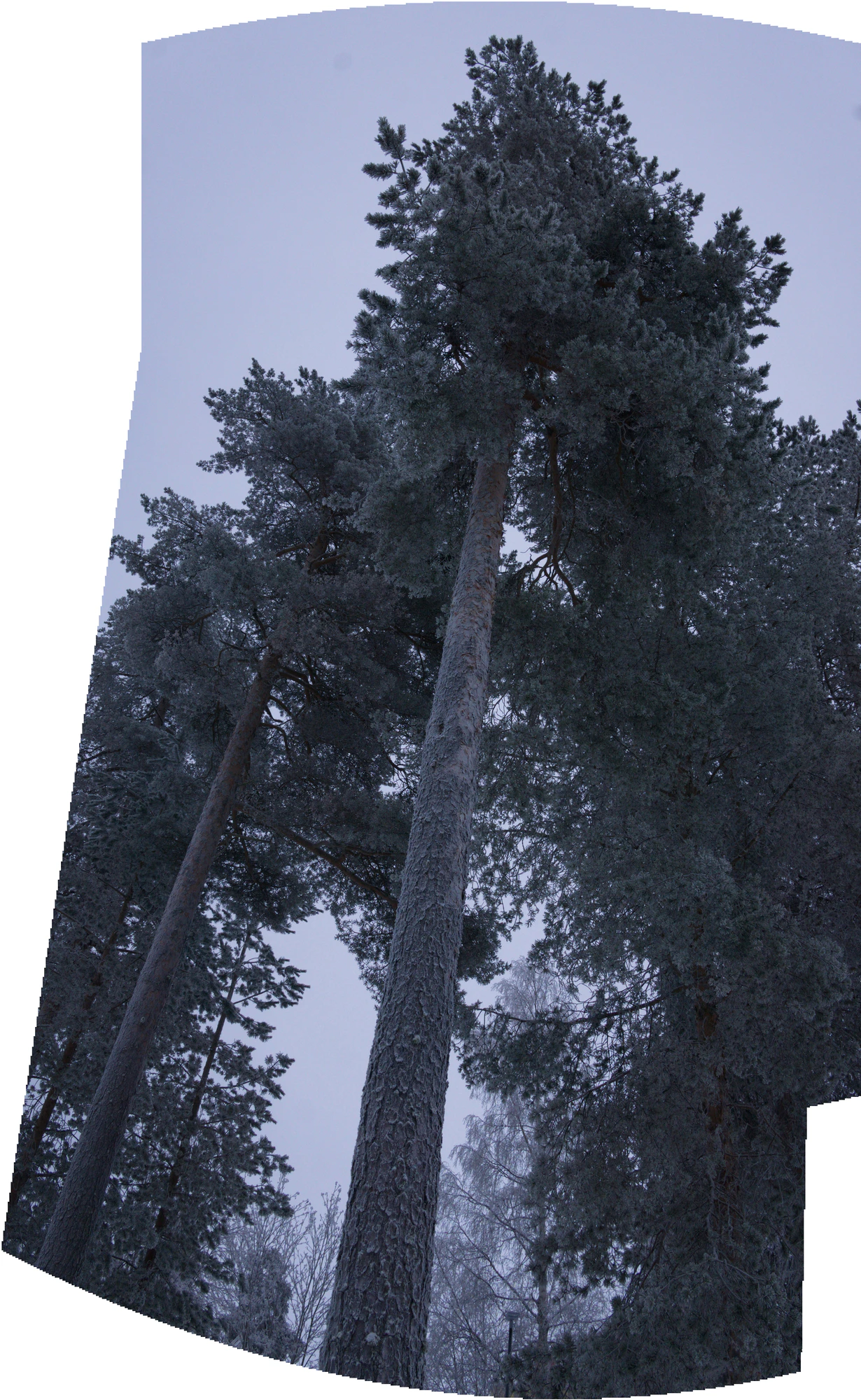 frosty trees 291 — Descargar