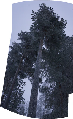 frosty trees 291 — Descargar