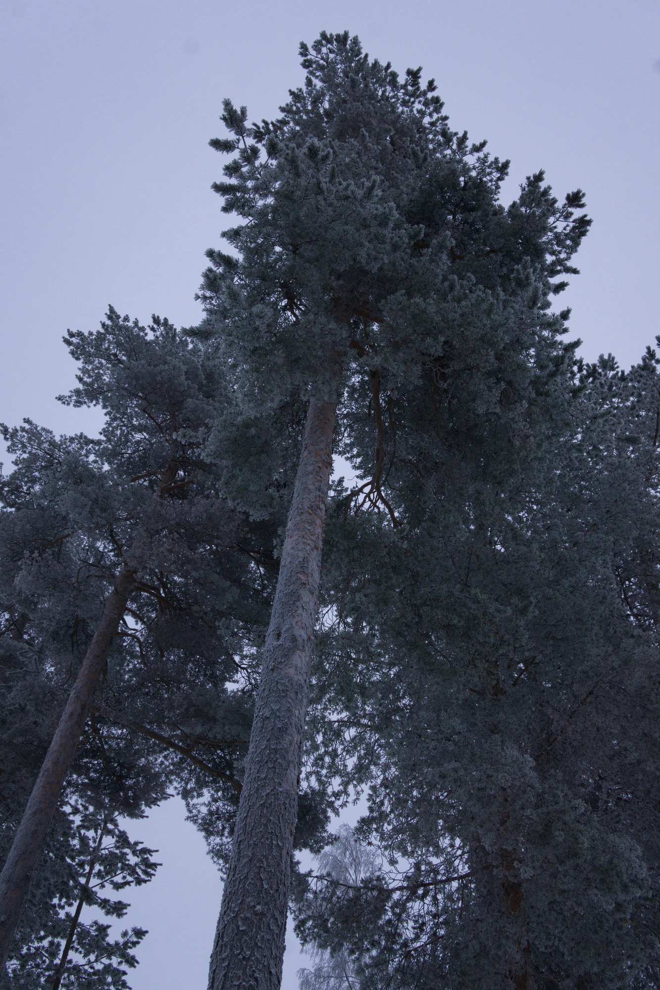 frosty trees 292 — Descargar