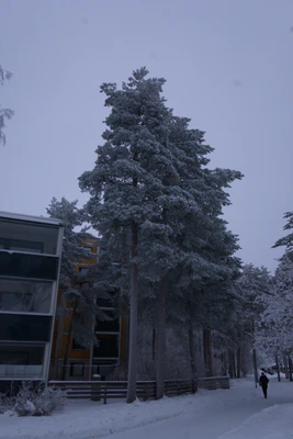 frosty trees 293 — скачать