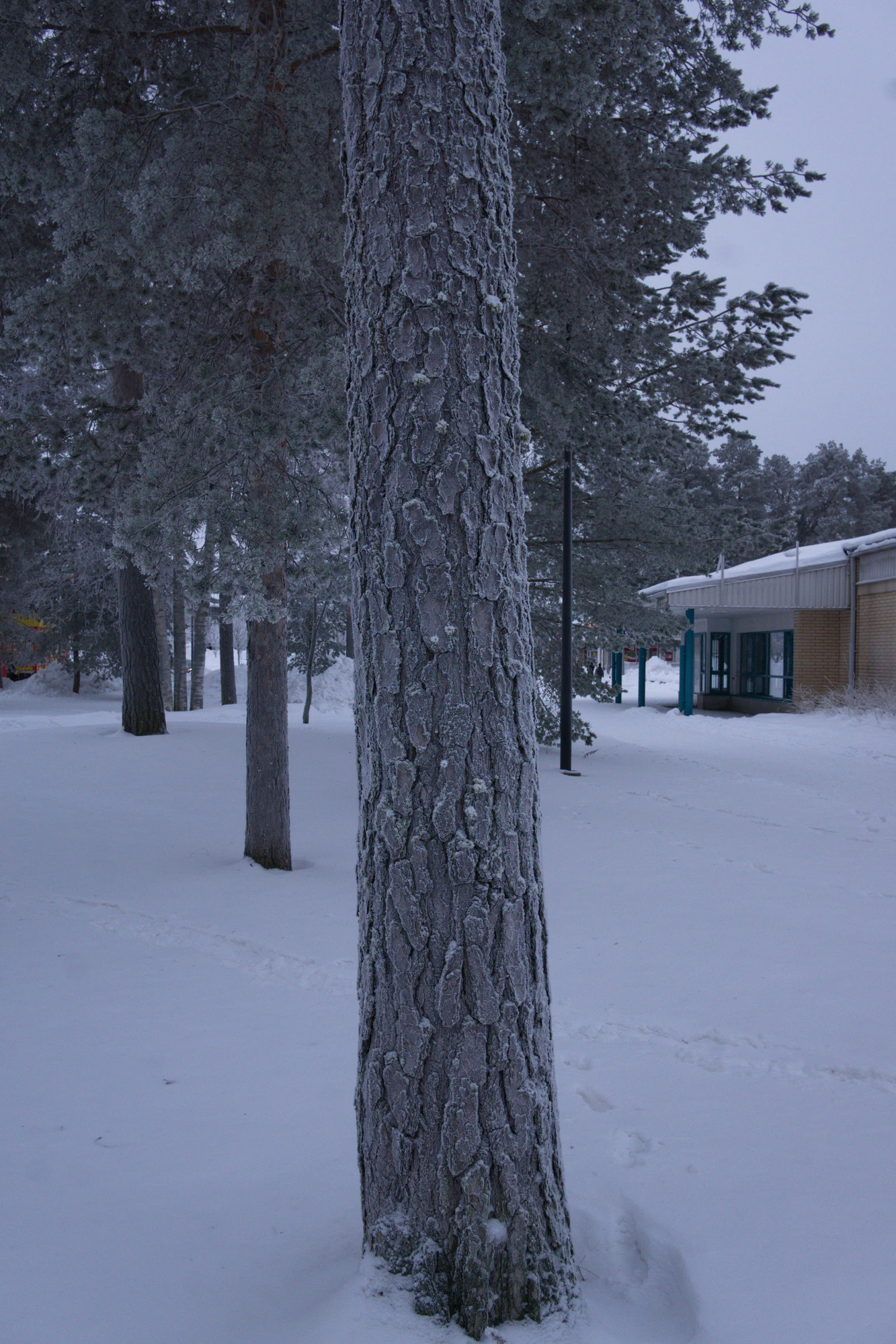 frosty trees 294 — Descargar