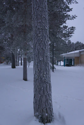 frosty trees 294 — скачать