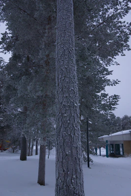 frosty trees 295 — скачать