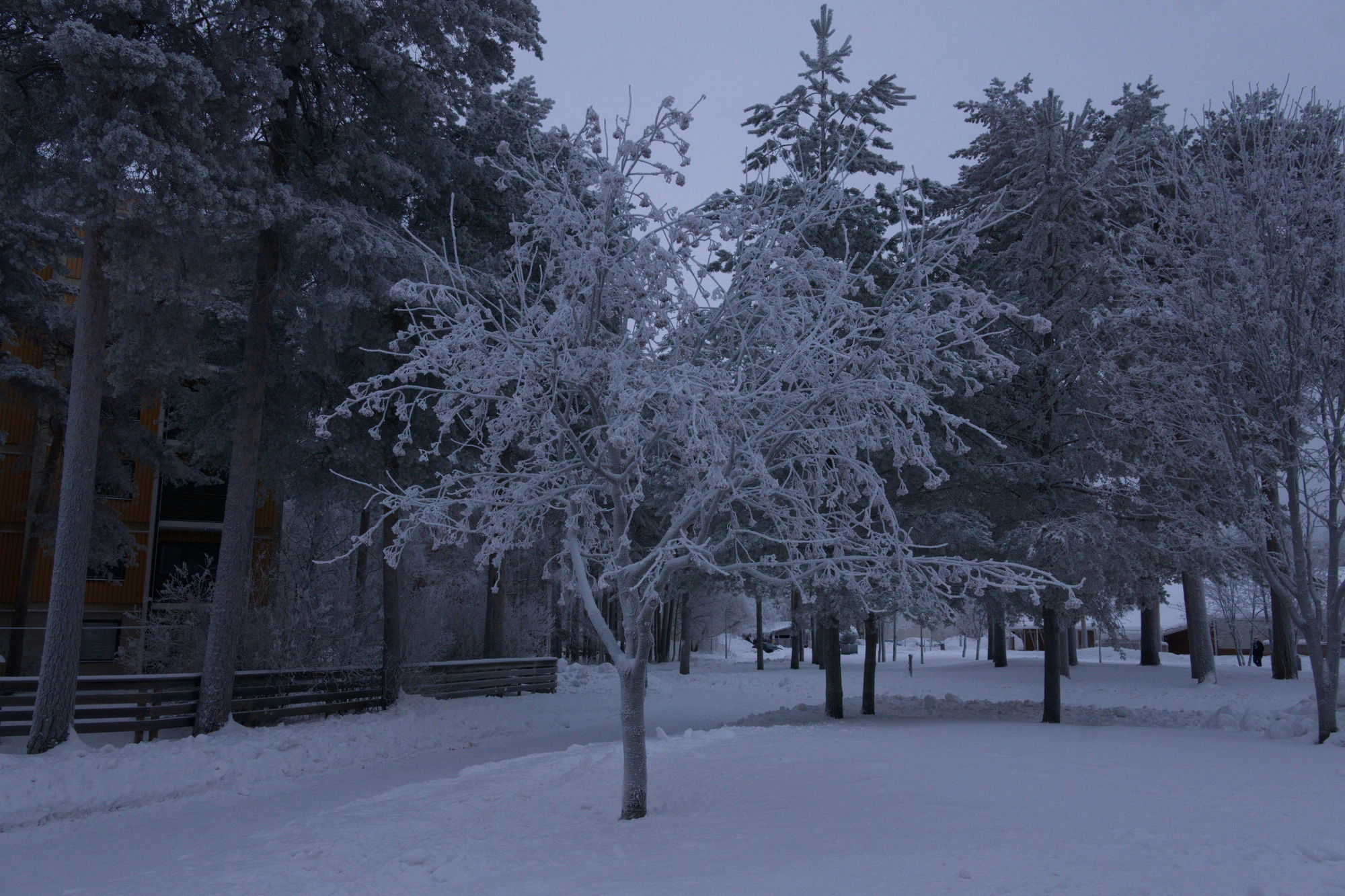 frosty trees 296 — Скачать