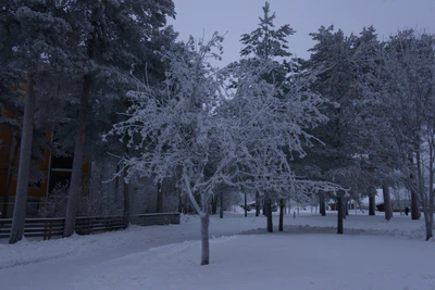 frosty trees 296 — скачать