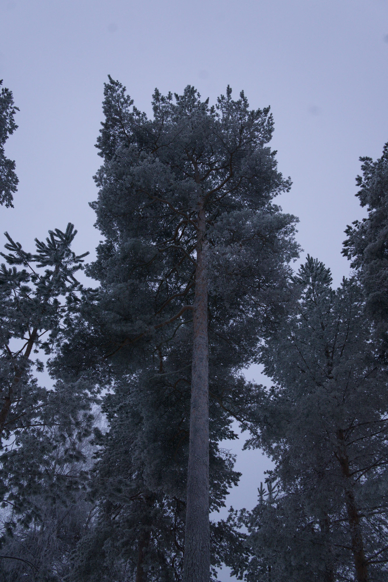 frosty trees 297 — Descargar