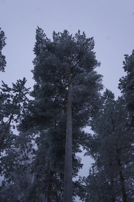 frosty trees 297 — скачать