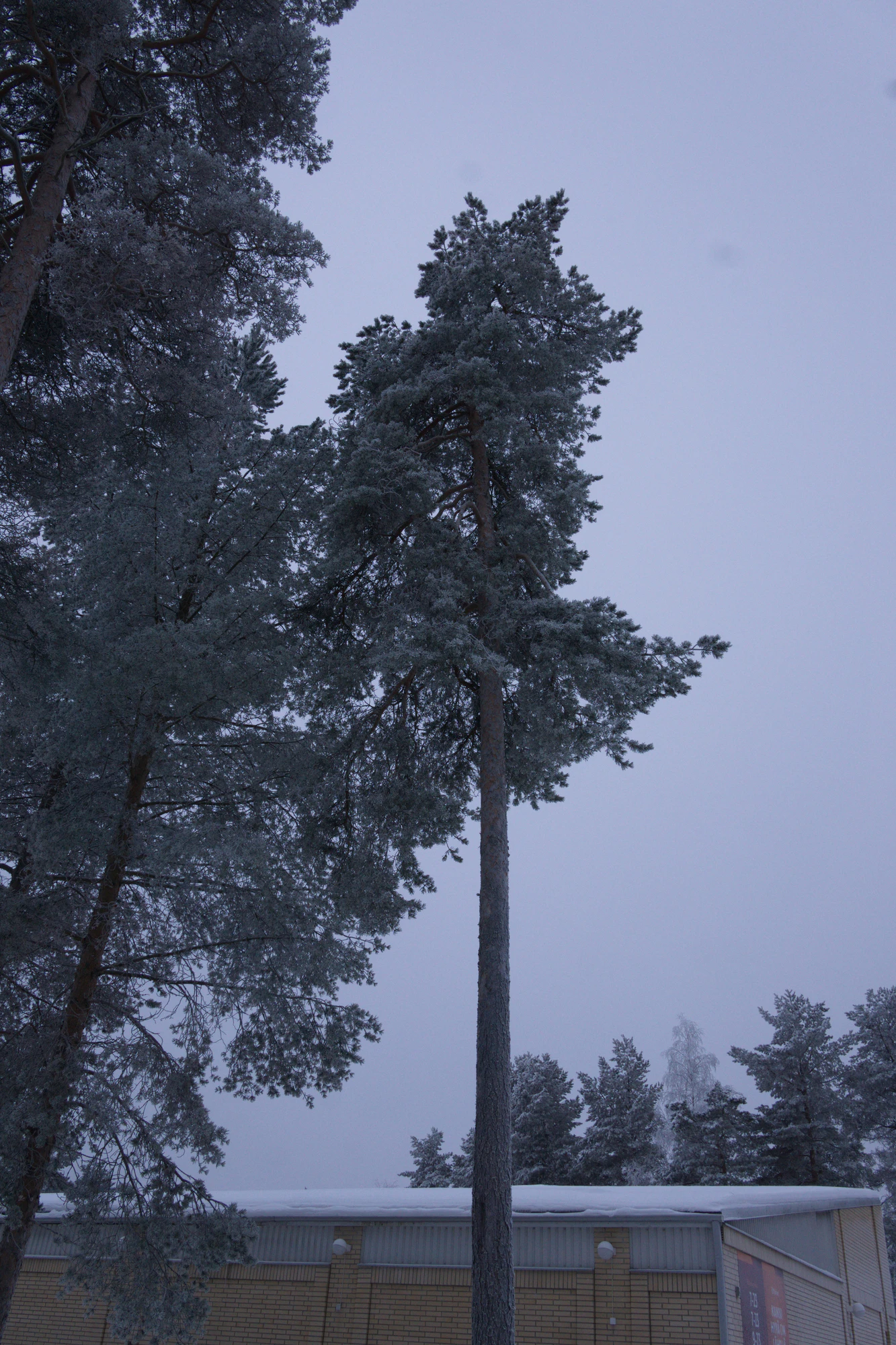 frosty trees 298 — Скачать