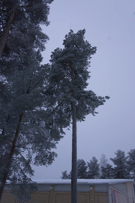 frosty trees 298 — скачать