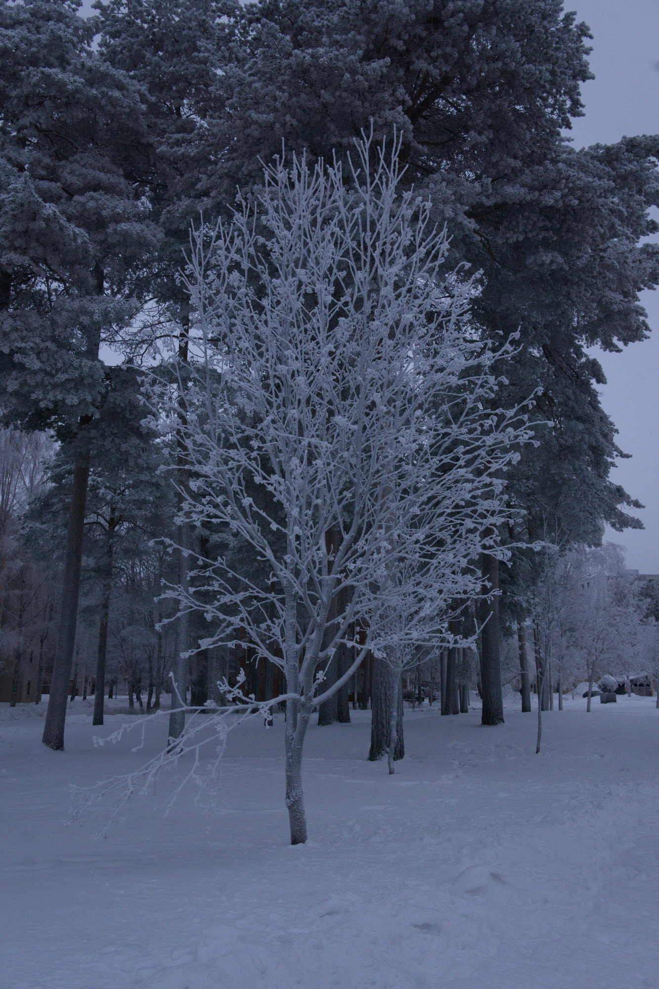 frosty trees 299 — Скачать