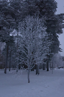 frosty trees 299 — скачать