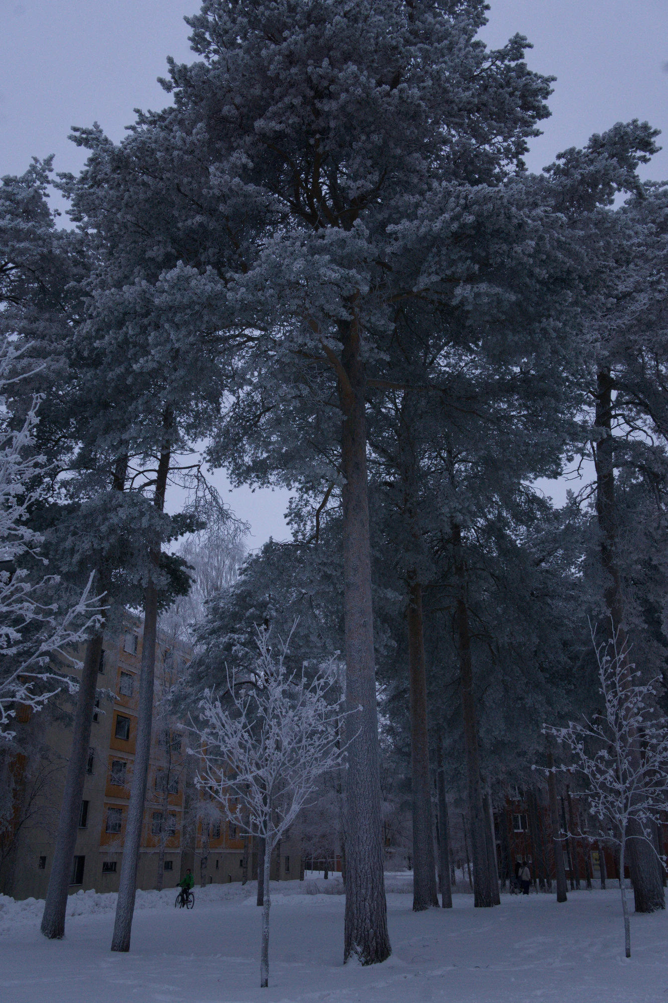 frosty trees 300 — Скачать