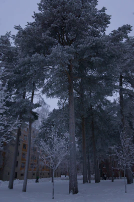 frosty trees 300 — скачать