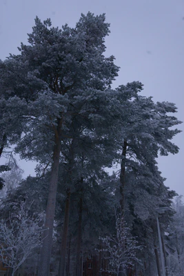 frosty trees 301 — скачать