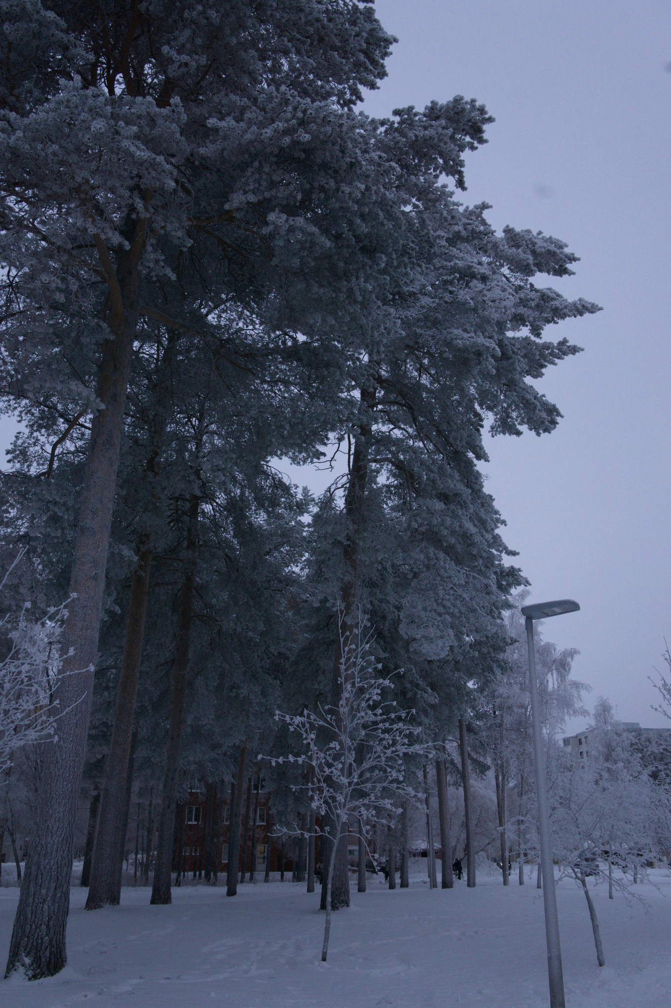 frosty trees 302 — Скачать