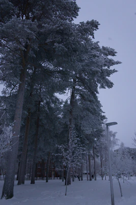 frosty trees 302 — скачать