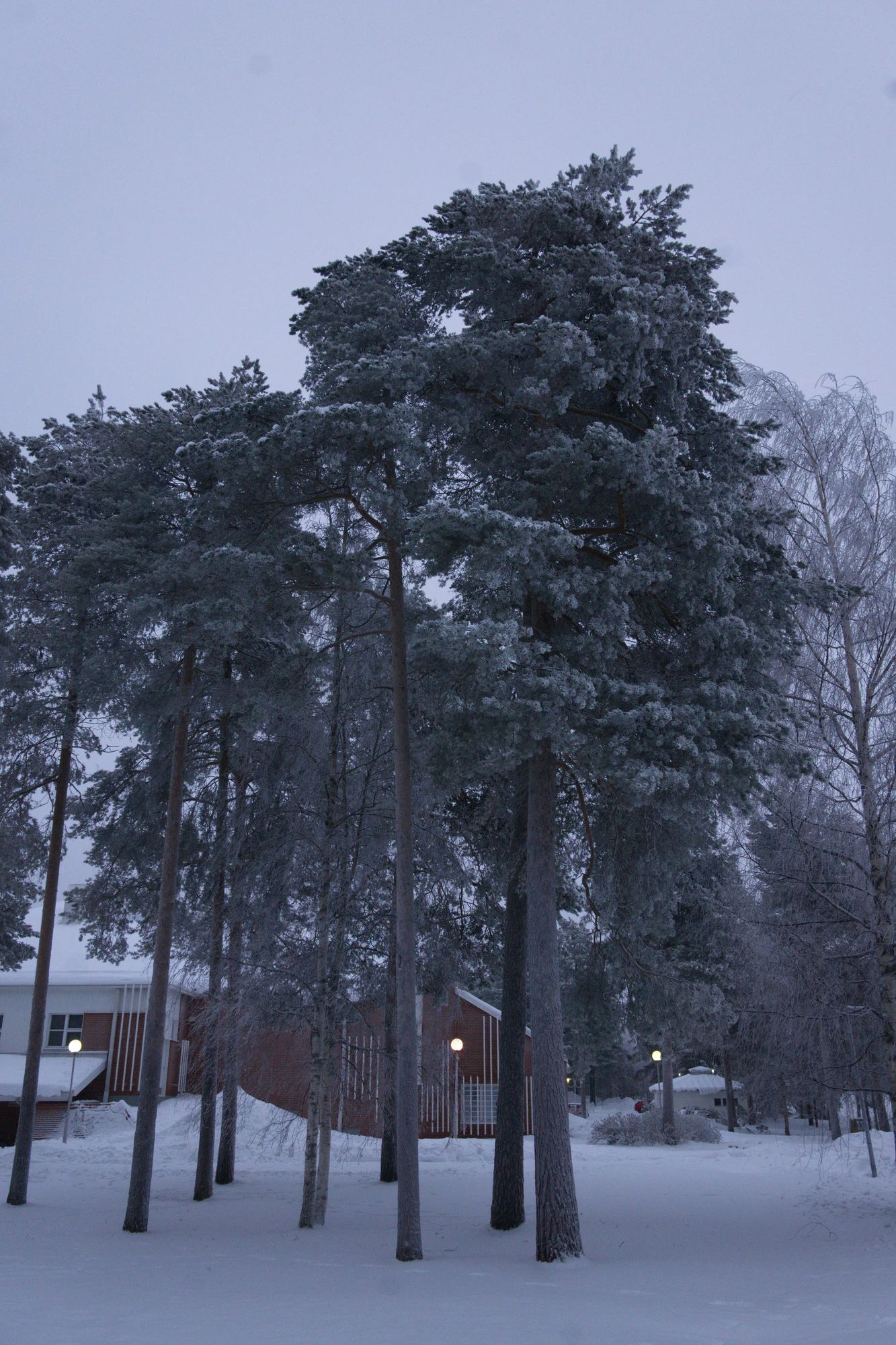 frosty trees 303 — Descargar