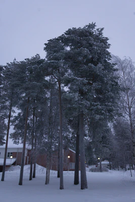 frosty trees 303 — скачать