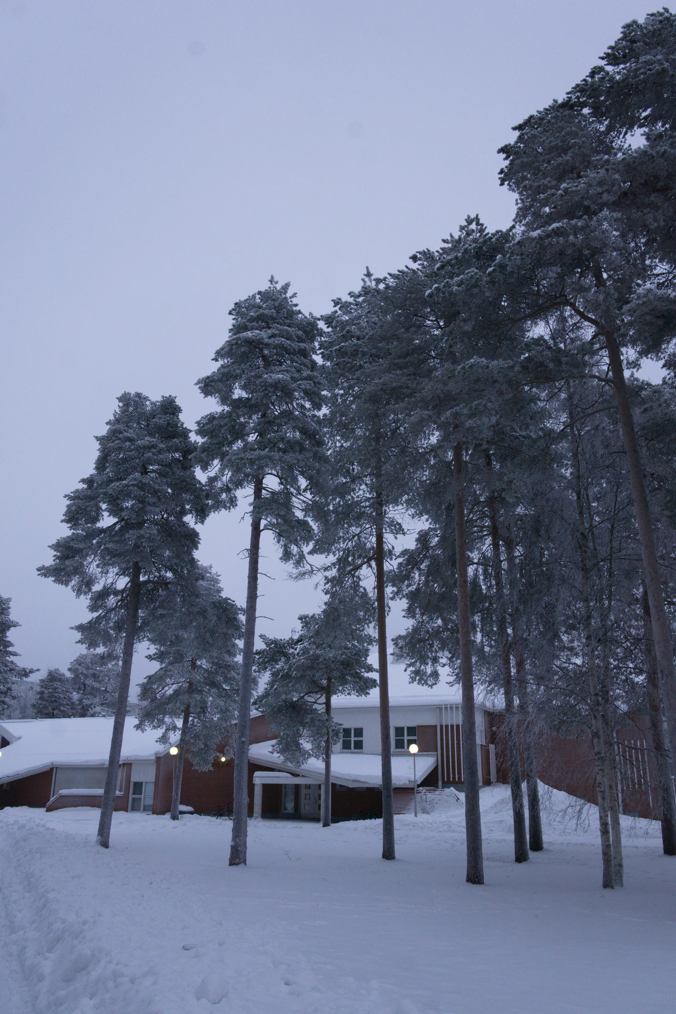 frosty trees 304 — Скачать