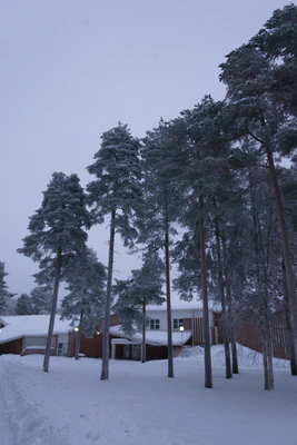 frosty trees 304 — скачать