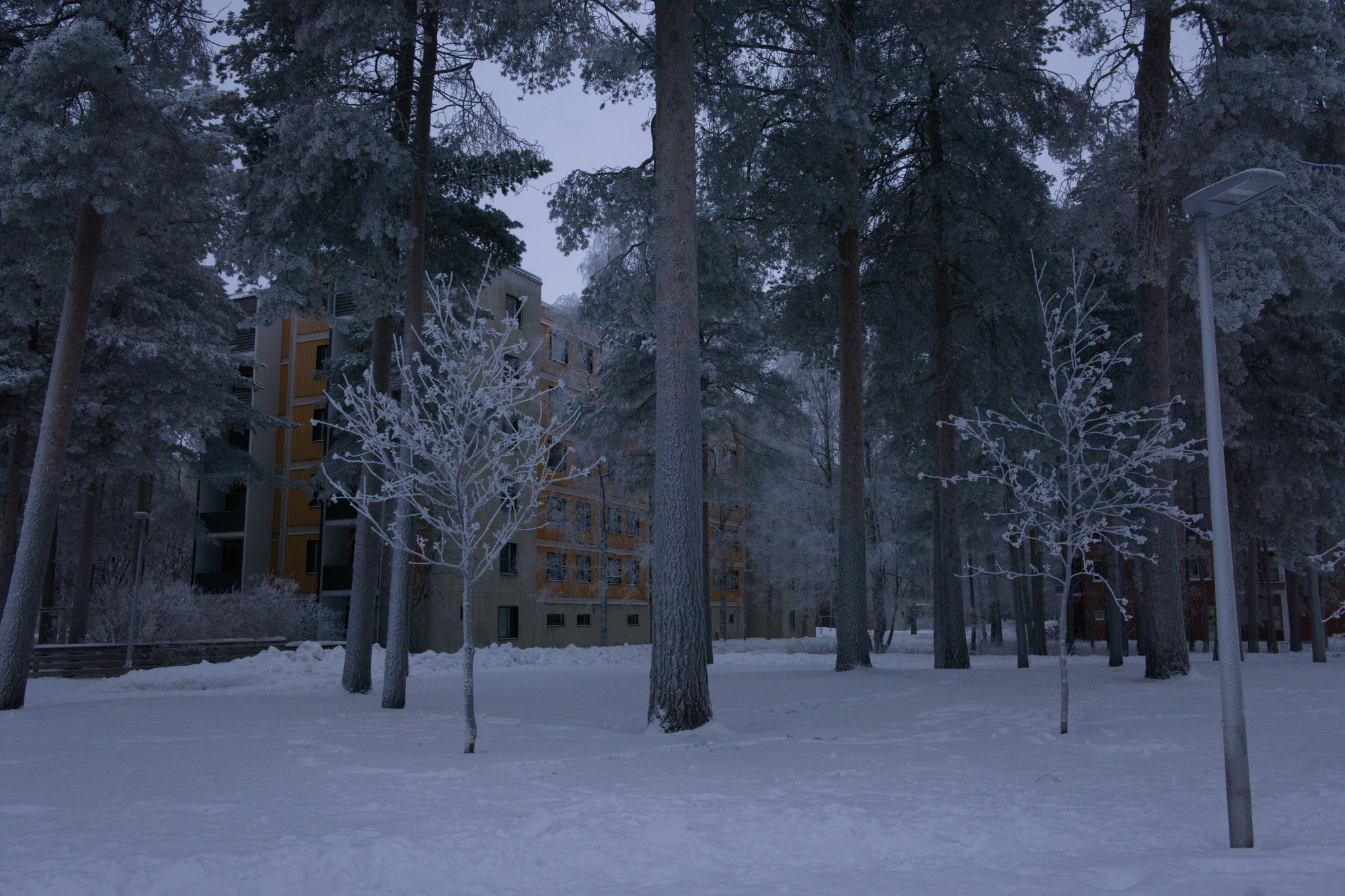 frosty trees 305 — Скачать