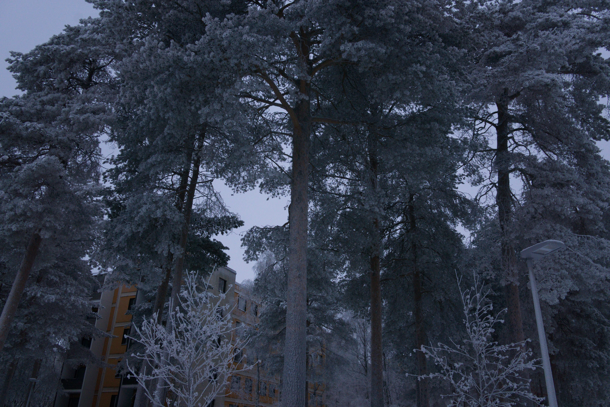 frosty trees 306 — Descargar