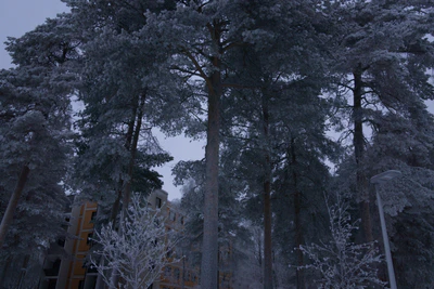 frosty trees 306 — скачать