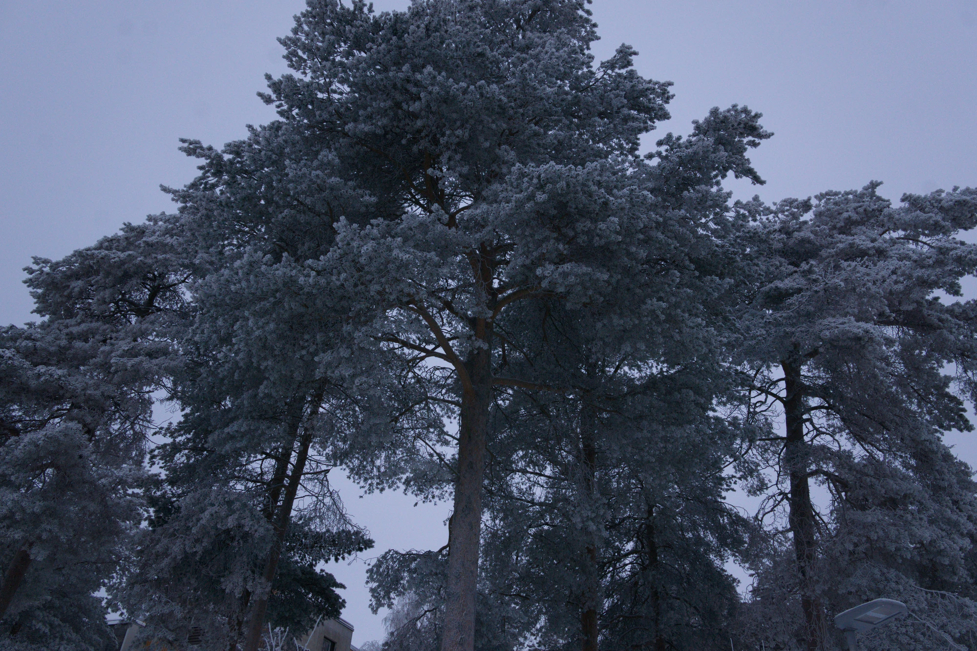 frosty trees 307 — Скачать