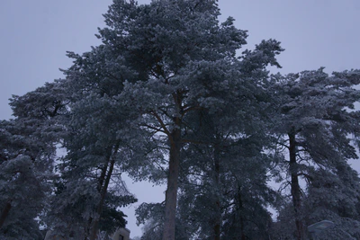 frosty trees 307 — скачать