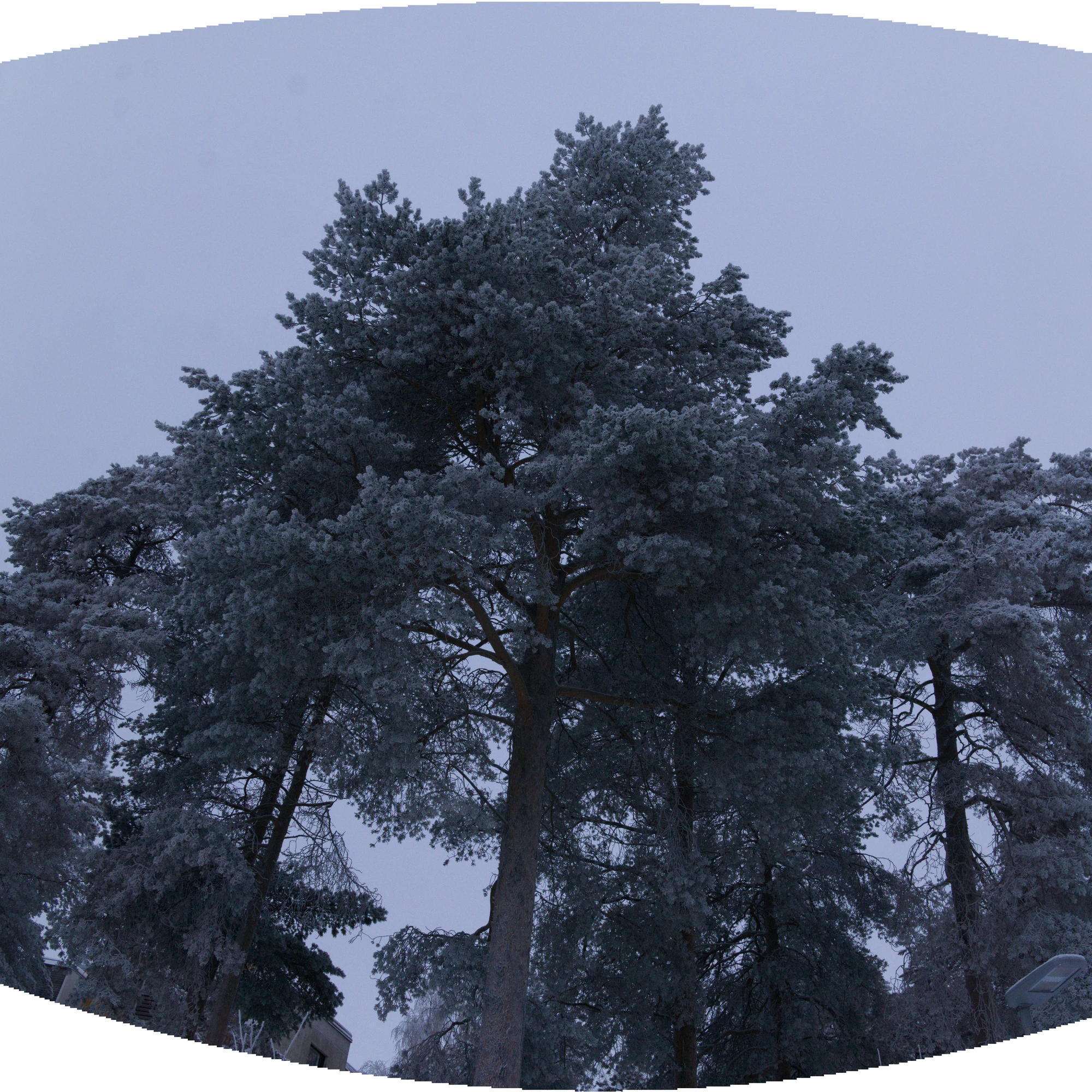 frosty trees 308 — Скачать