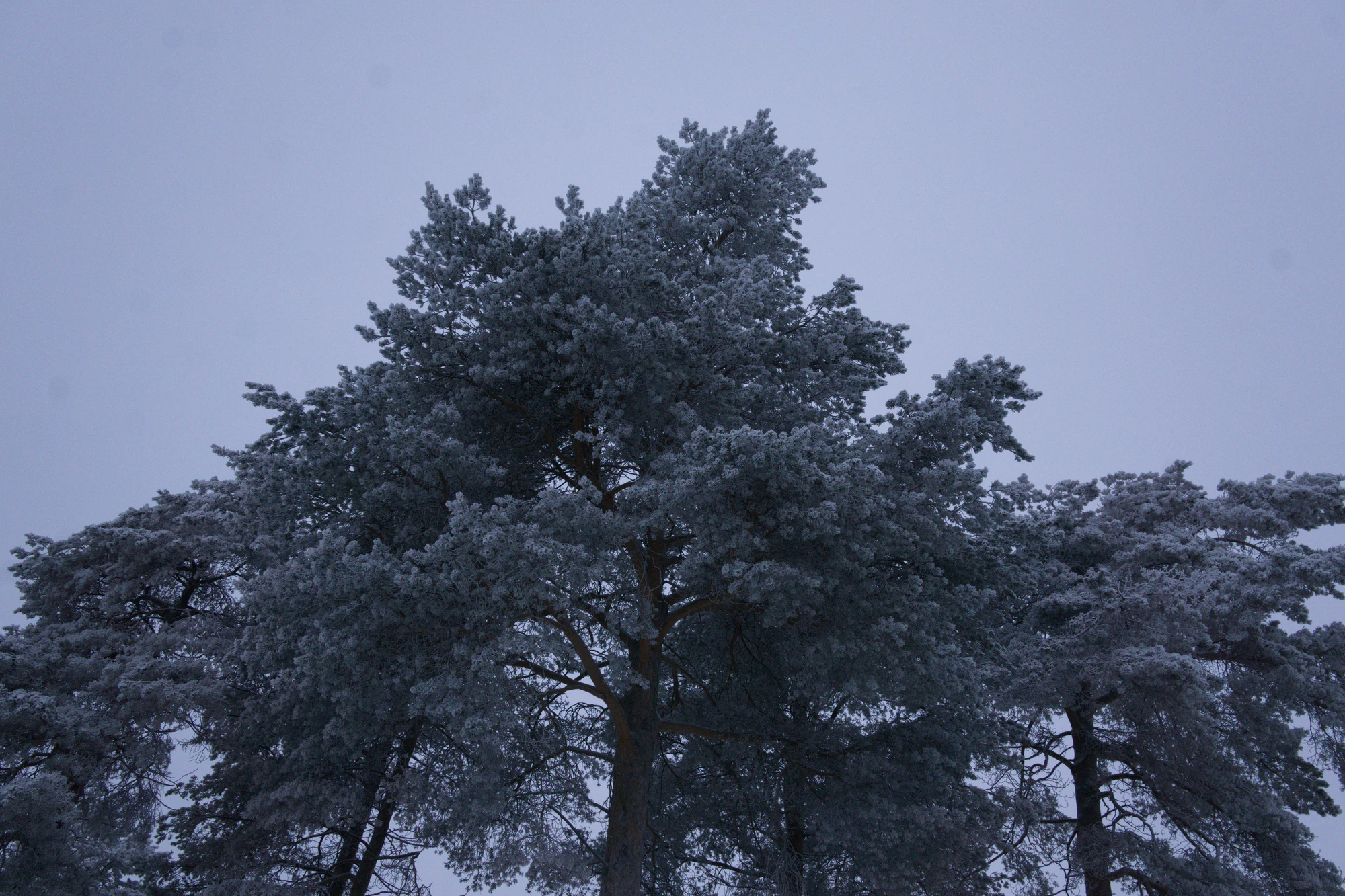 frosty trees 309 — Descargar