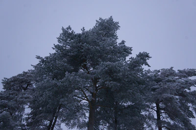 frosty trees 309 — скачать