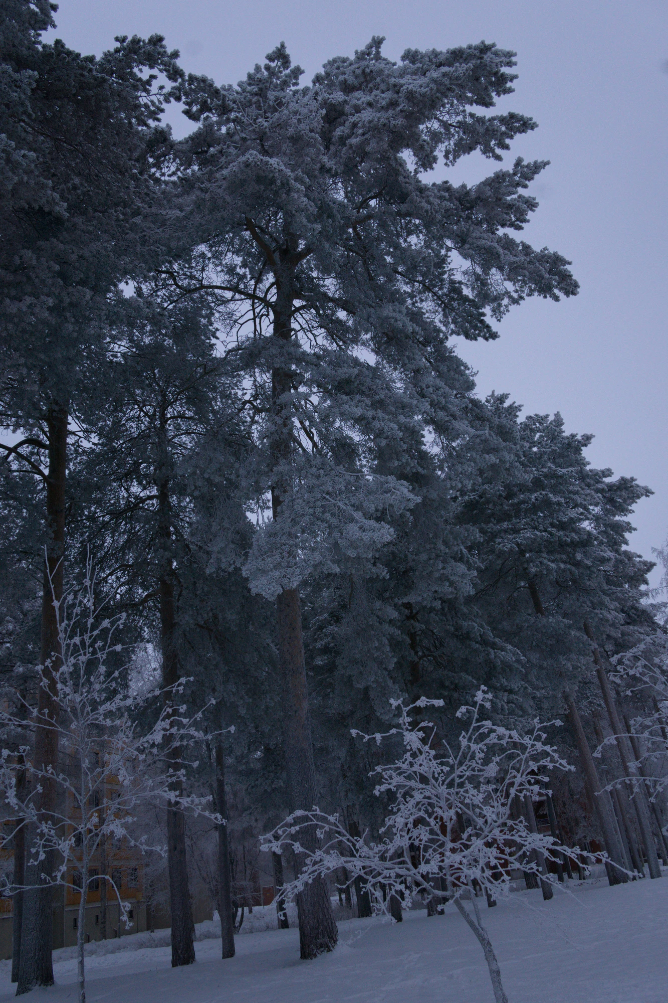 frosty trees 310 — Скачать