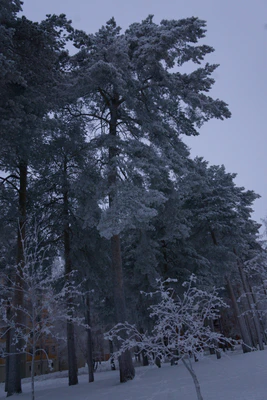 frosty trees 310 — скачать