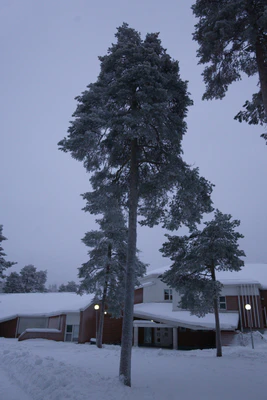 frosty trees 311 — скачать