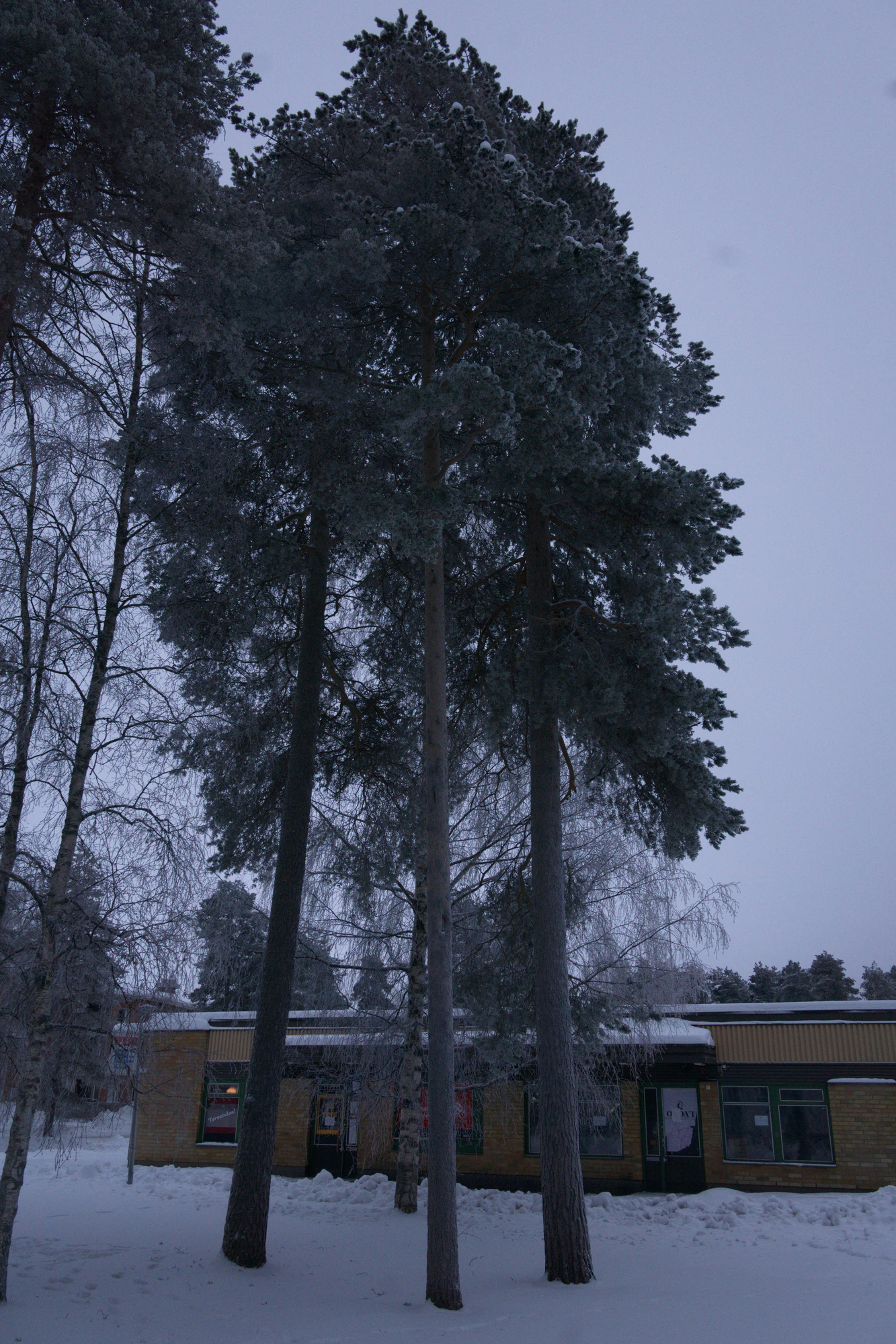 frosty trees 312 — Descargar