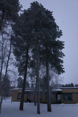 frosty trees 312 — скачать