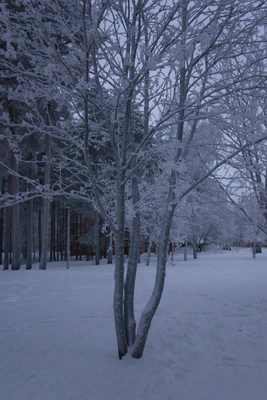 frosty trees 313 — скачать