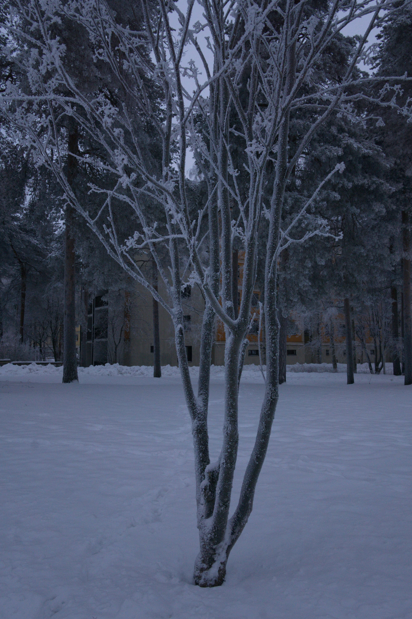 frosty trees 314 — Скачать