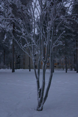 frosty trees 314 — скачать