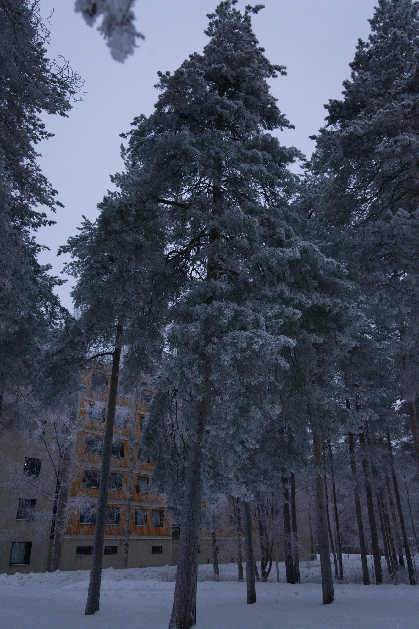 frosty trees 315 — Скачать