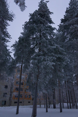 frosty trees 315 — скачать