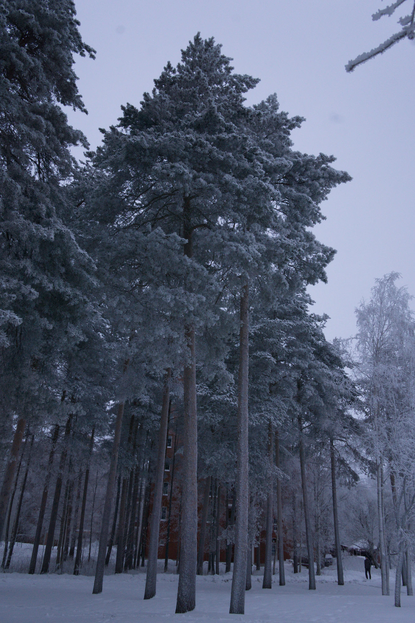 frosty trees 316 — Скачать