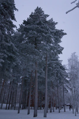 frosty trees 316 — скачать