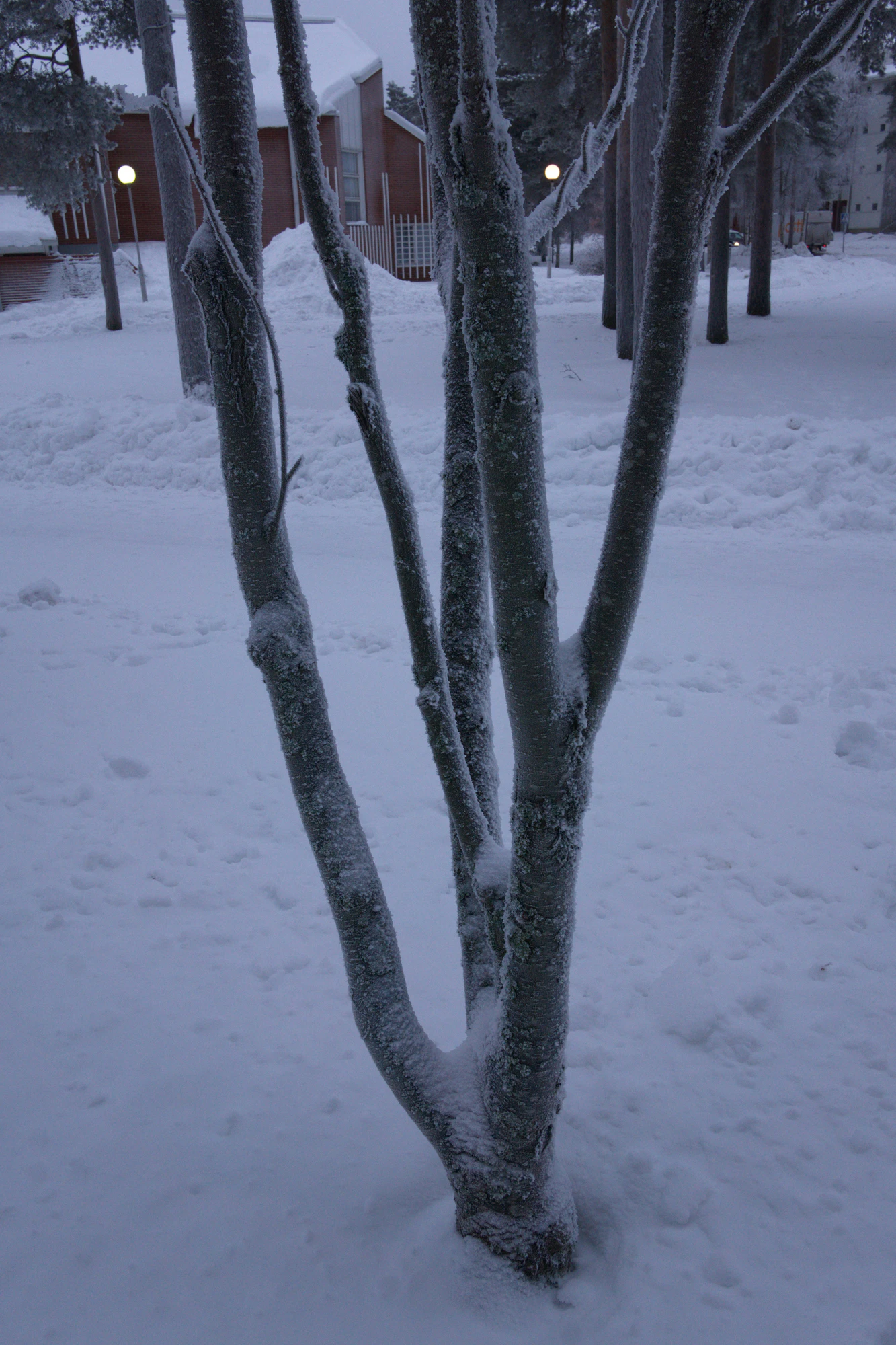 frosty trees 318 — Descargar