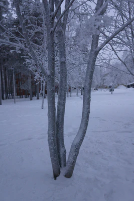 frosty trees 319 — скачать