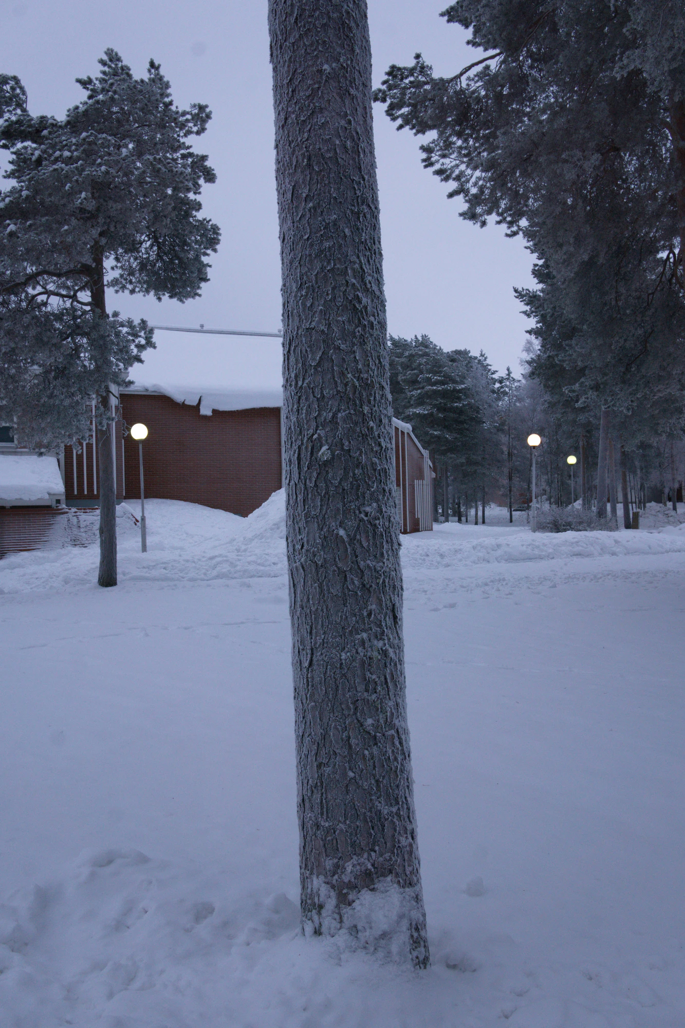 frosty trees 320 — Descargar