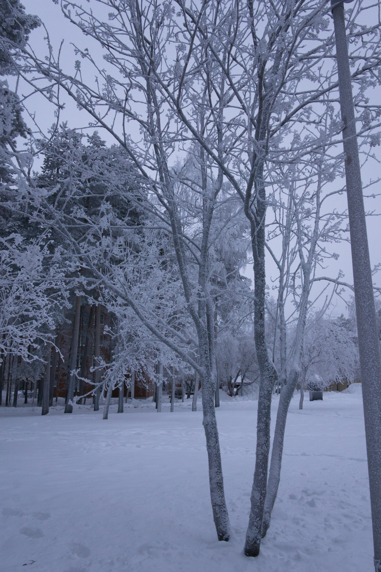 frosty trees 321 — Скачать