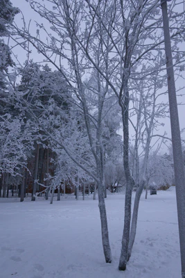 frosty trees 321 — скачать